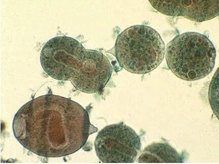 廢水中重金屬污、微生物污染物的處理方法